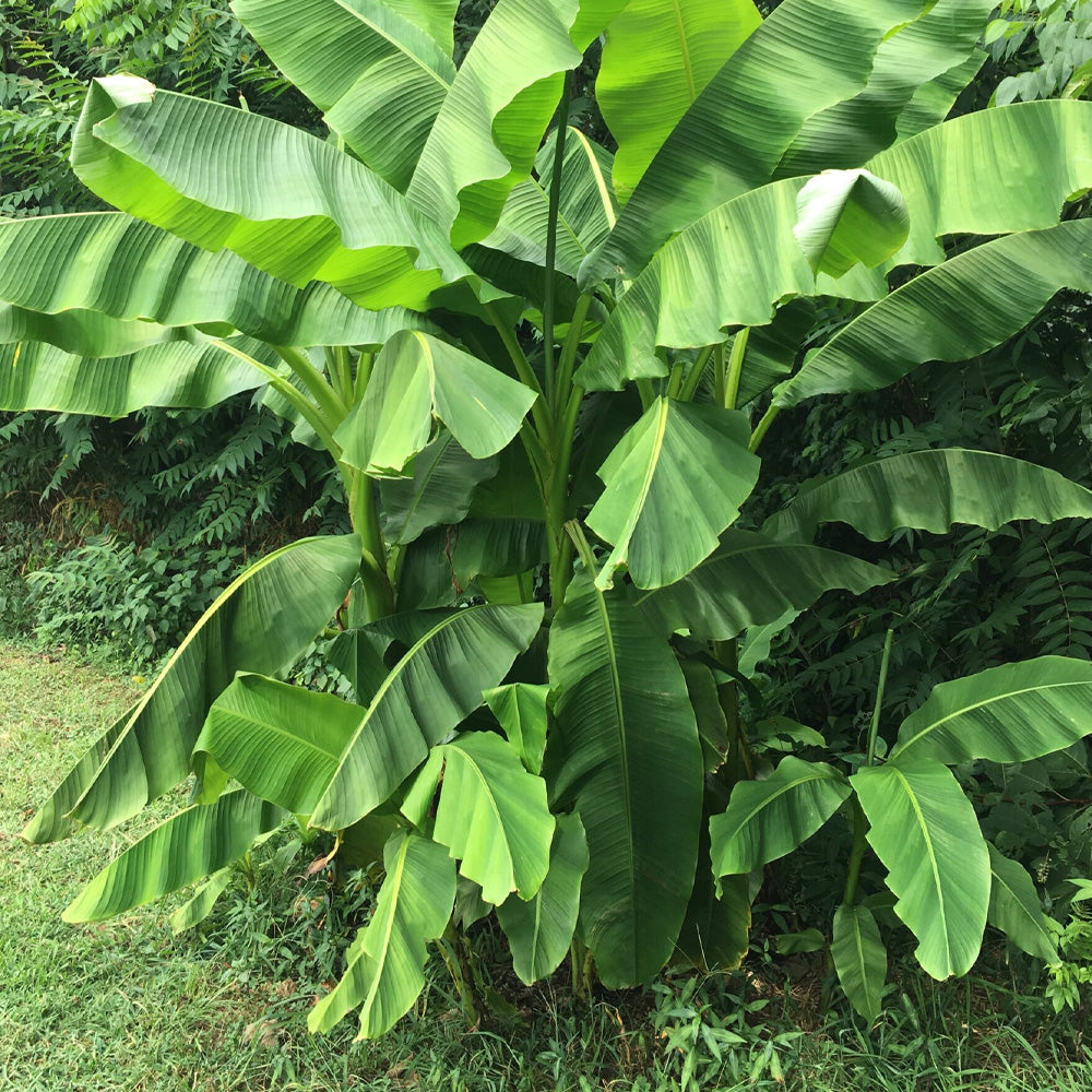 abyssinian banana plant Trop, Banana Red Abyssinian #2 – Greenwood Creek Nursery