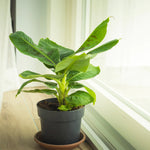 Load image into Gallery viewer, Trop, Banana Musa 6" Pot
