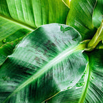Load image into Gallery viewer, Trop, Banana Musa 6" Pot
