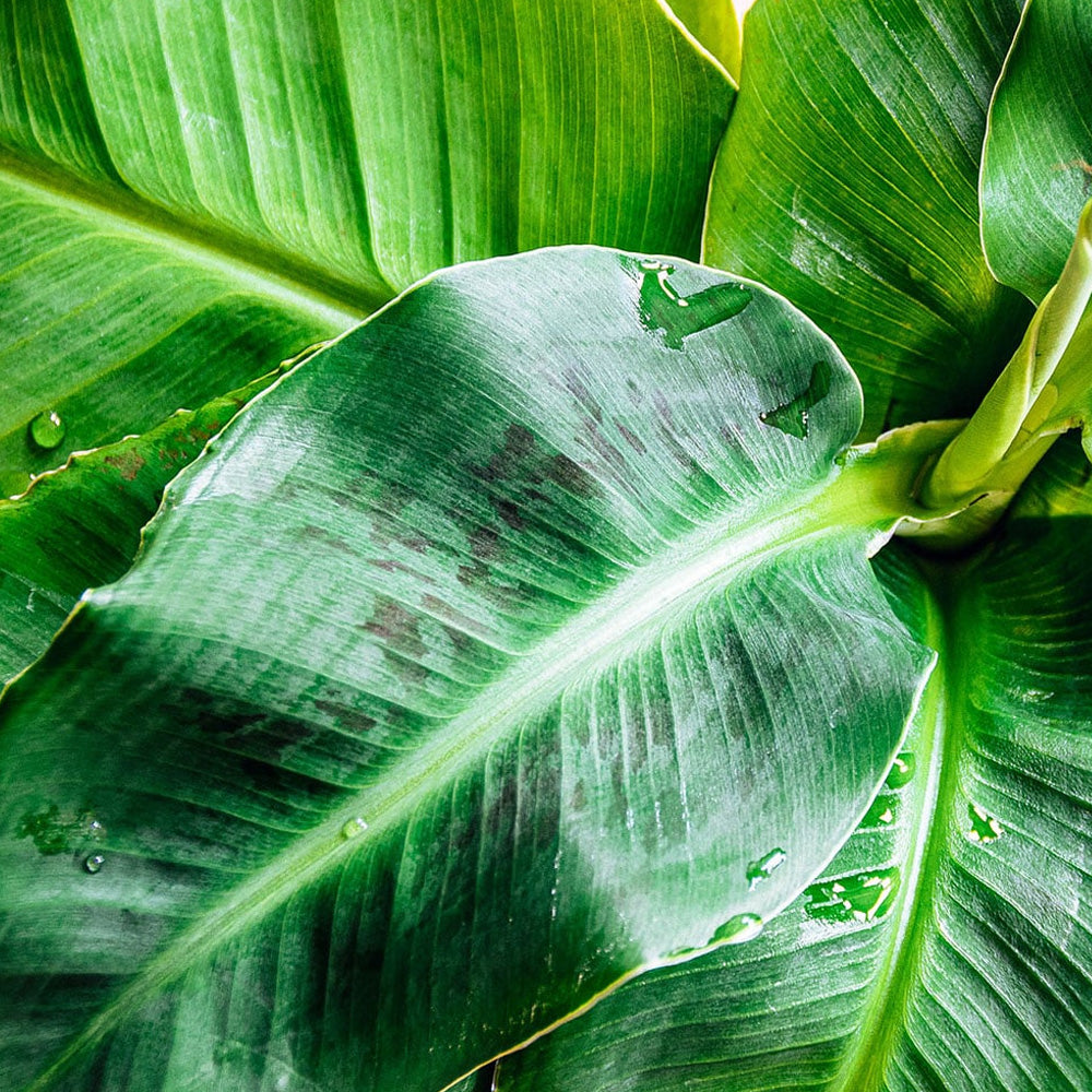 Trop, Banana Musa 6" Pot