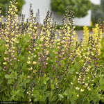 Load image into Gallery viewer, Baptisia, Decadence Pink Lemonade #1