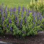 Load image into Gallery viewer, Baptisia, Decadence Sparkling Sapphires #1