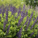 Load image into Gallery viewer, Baptisia, Decadence Sparkling Sapphires #1