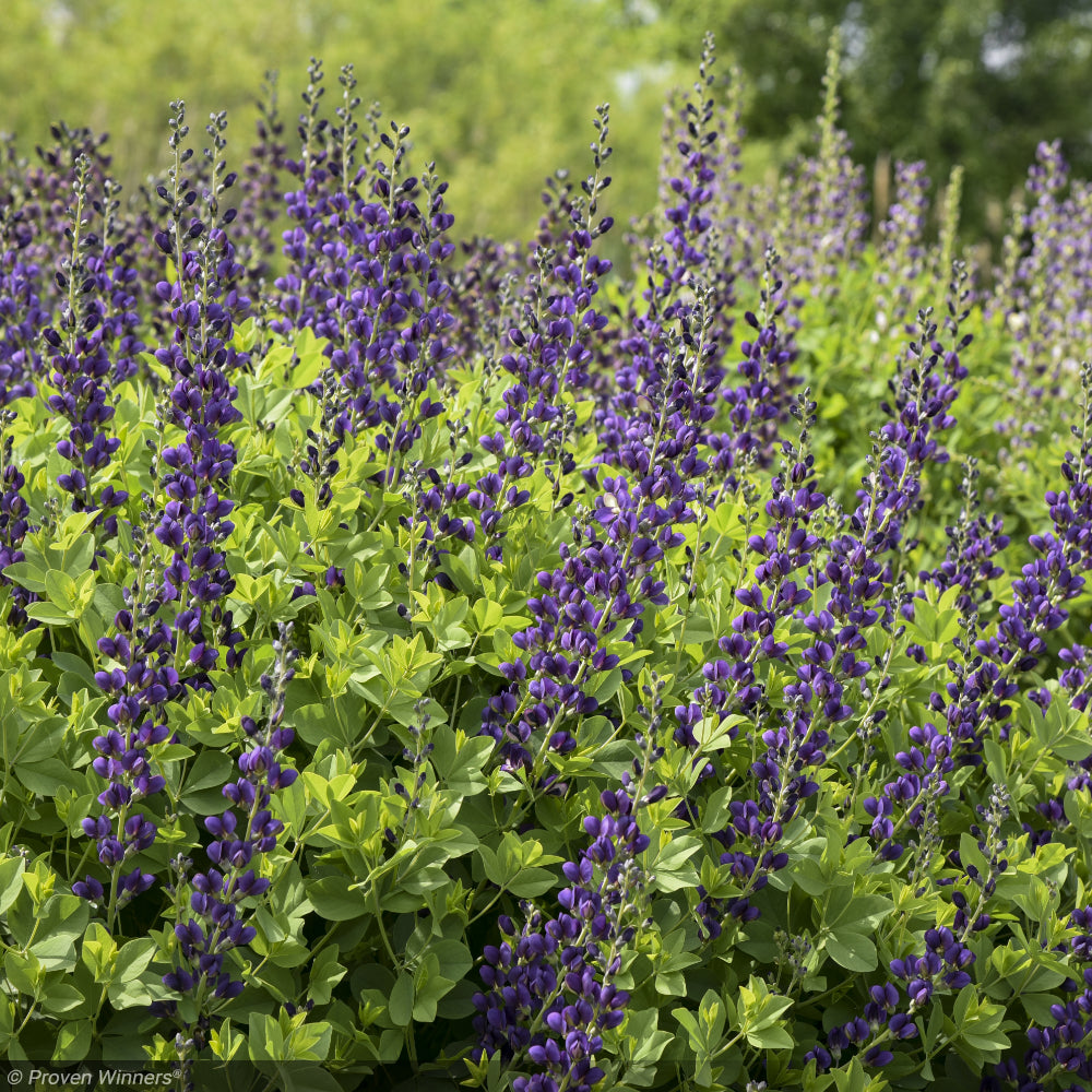 Baptisia, Decadence Sparkling Sapphires #1