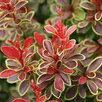Load image into Gallery viewer, Barberry, Admiration #3