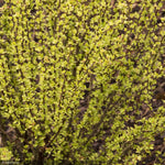 Load image into Gallery viewer, Barberry, Golden Rocket #2