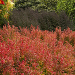 Load image into Gallery viewer, Barberry, Golden Ruby #2