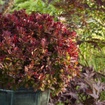 Load image into Gallery viewer, Barberry, Golden Ruby #2