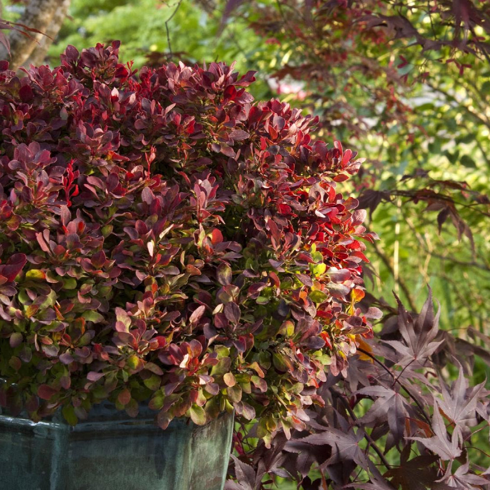 Barberry, Golden Ruby #2