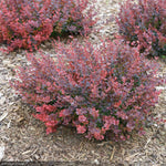 Load image into Gallery viewer, Barberry, Sunjoy Mini Maroon #3