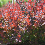Load image into Gallery viewer, Barberry, Sunjoy Mini Maroon #3
