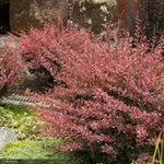 Load image into Gallery viewer, Barberry, Rose Glow #3