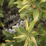 Load image into Gallery viewer, Bayberry, Northern #5