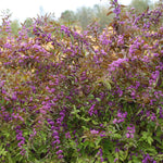 Load image into Gallery viewer, Beautyberry, Early Amethyst #3