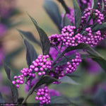 Load image into Gallery viewer, Beautyberry, Pearl Glam #3