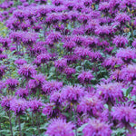 Load image into Gallery viewer, Bee Balm, Balmy Purple #1