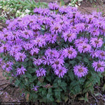 Load image into Gallery viewer, Bee Balm, Blue Moon #1