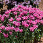 Load image into Gallery viewer, Bee Balm, Bubblegum Blast #2