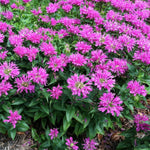 Load image into Gallery viewer, Bee Balm, Petite Delight #1
