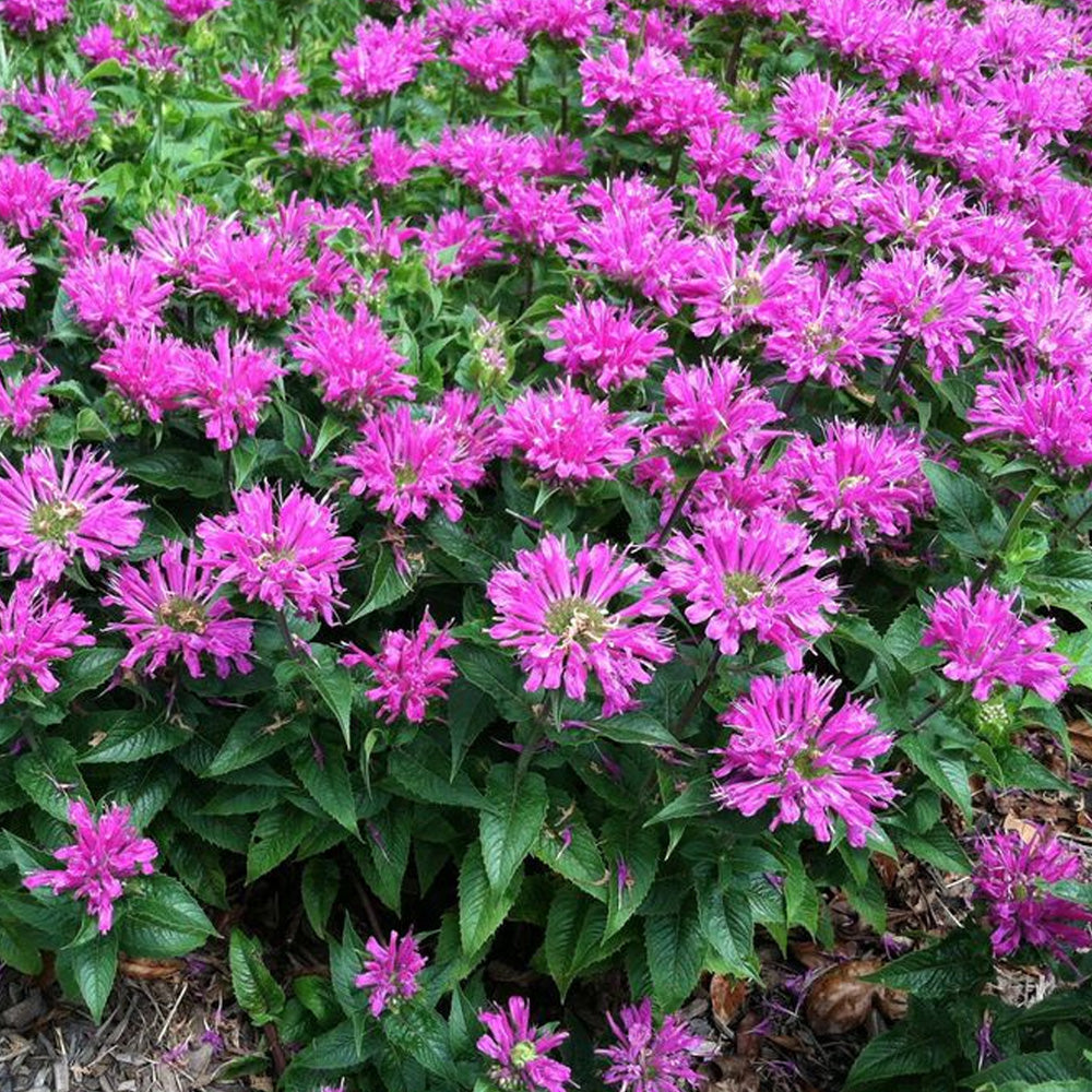 Bee Balm, Petite Delight #1