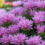 Load image into Gallery viewer, Bee Balm, Pink Frosting #1