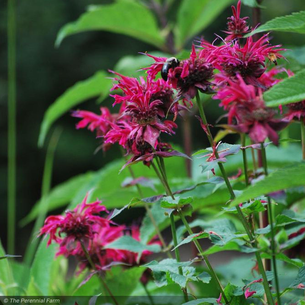 Bee Balm, Raspberry Wine #1