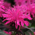 Load image into Gallery viewer, Bee Balm, Balmy Rose #1
