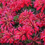 Load image into Gallery viewer, Bee Balm, Cherry Pops #1