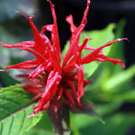 Load image into Gallery viewer, Bee Balm, Jacob Cline #2