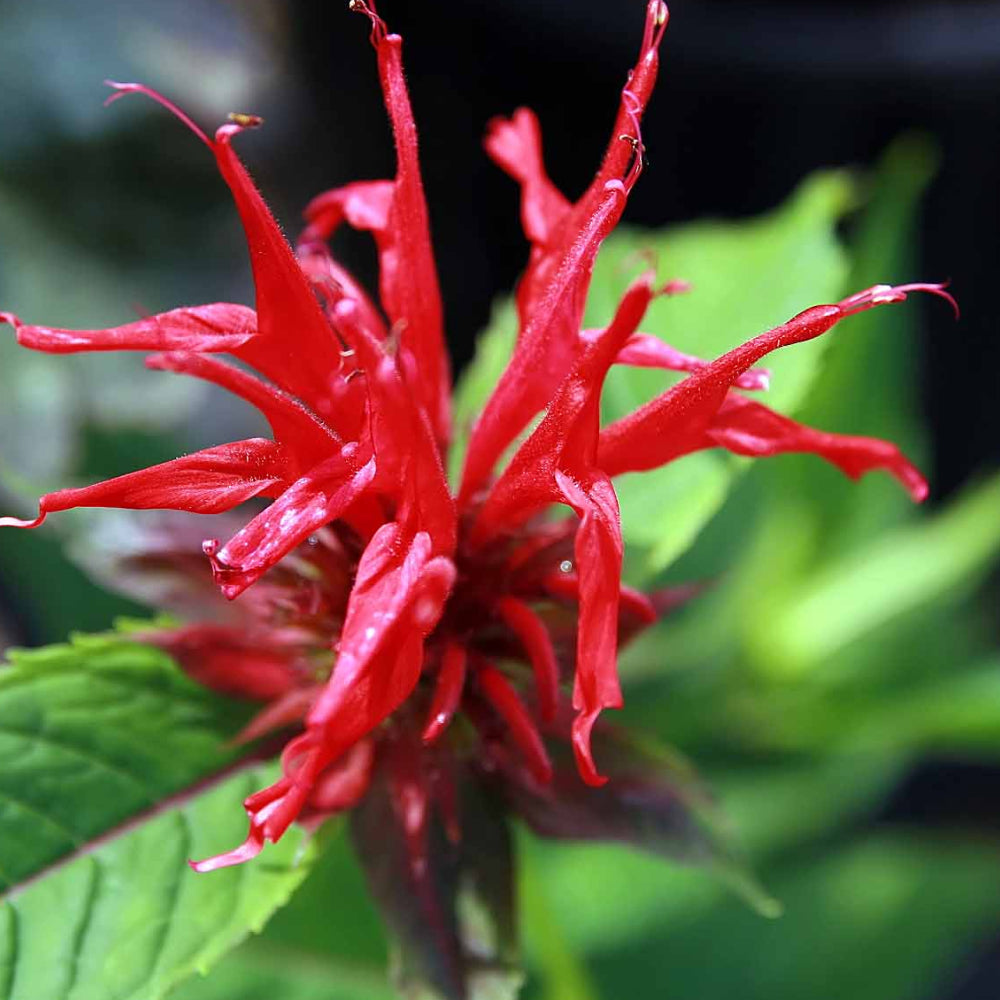 Bee Balm, Jacob Cline #2