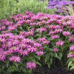 Load image into Gallery viewer, Bee Balm, Leading Lady Pink #1