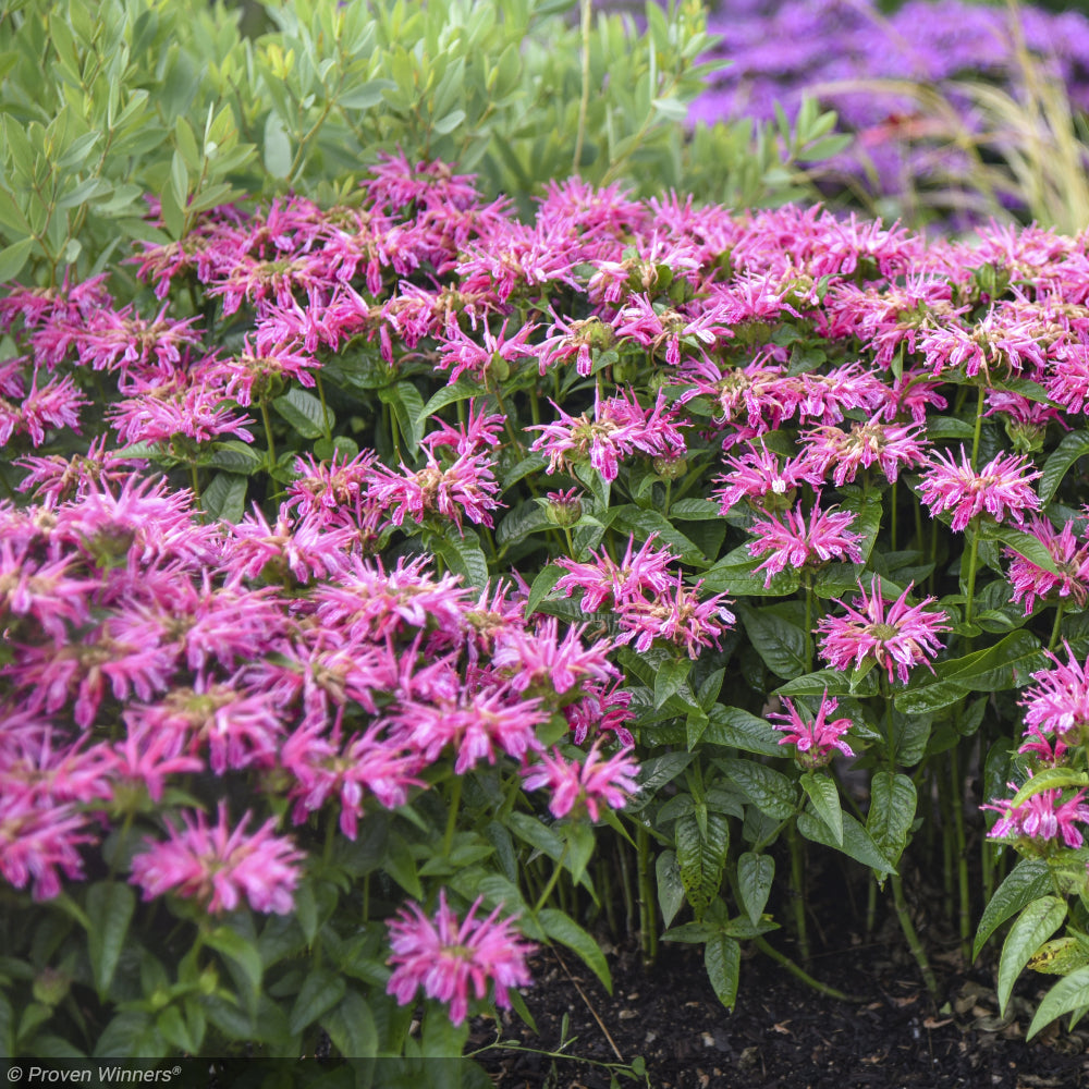 Bee Balm, Leading Lady Pink #1
