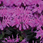 Load image into Gallery viewer, Bee Balm, Leading Lady Plum #1