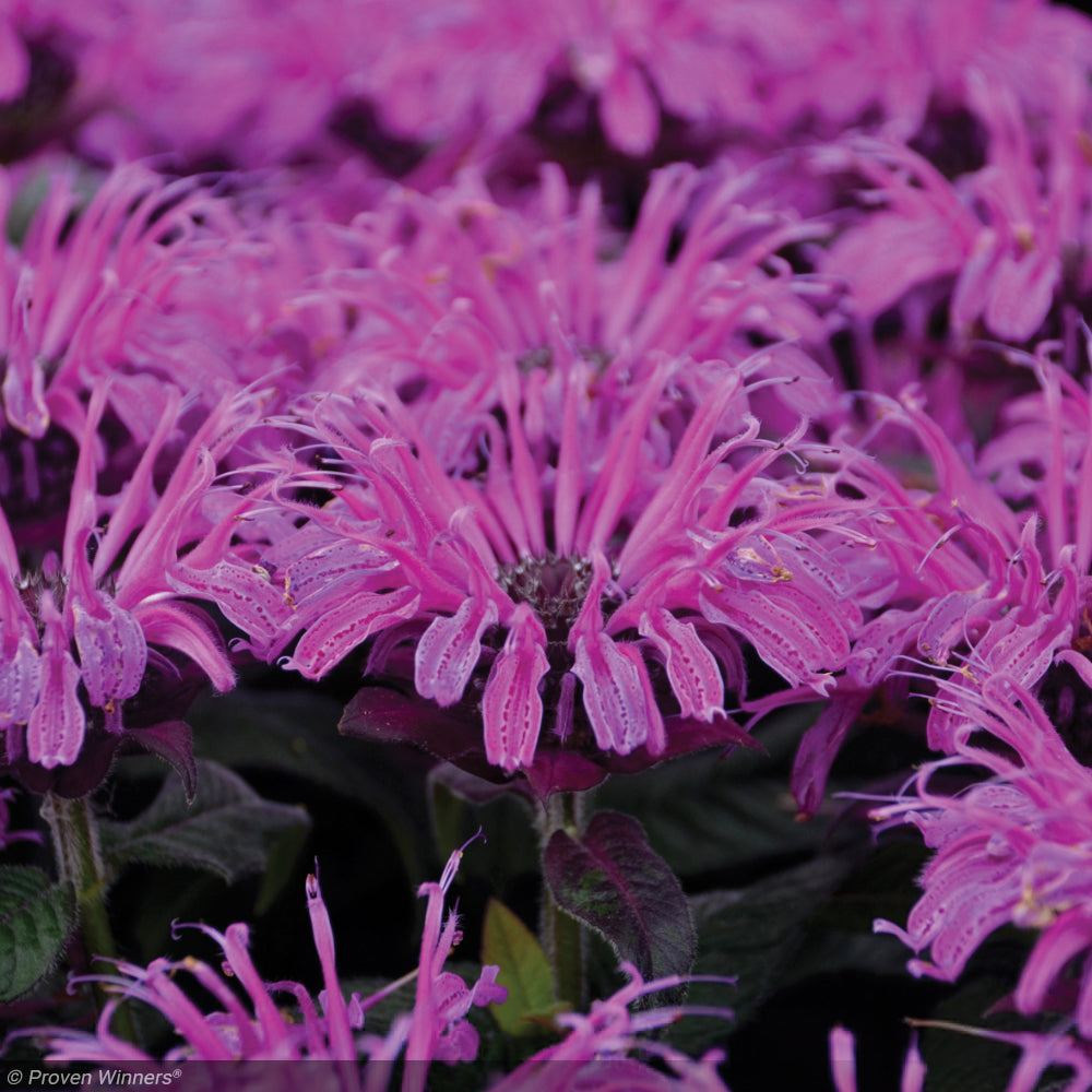 Bee Balm, Leading Lady Plum #1