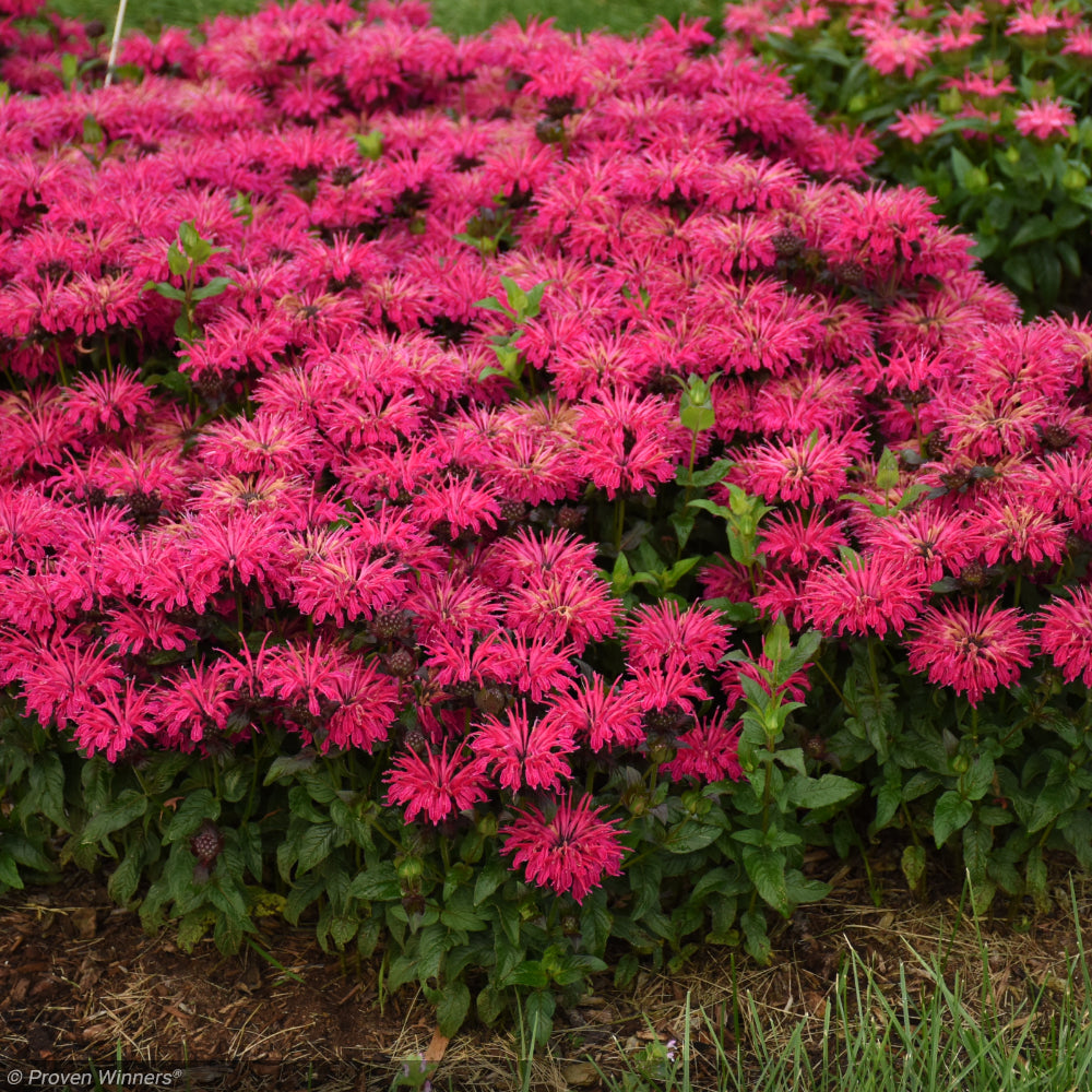 Bee Balm, Leading Lady Razzberry #1