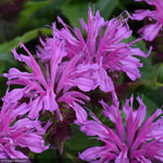 Load image into Gallery viewer, Bee Balm, Pardon My Lavender II #1