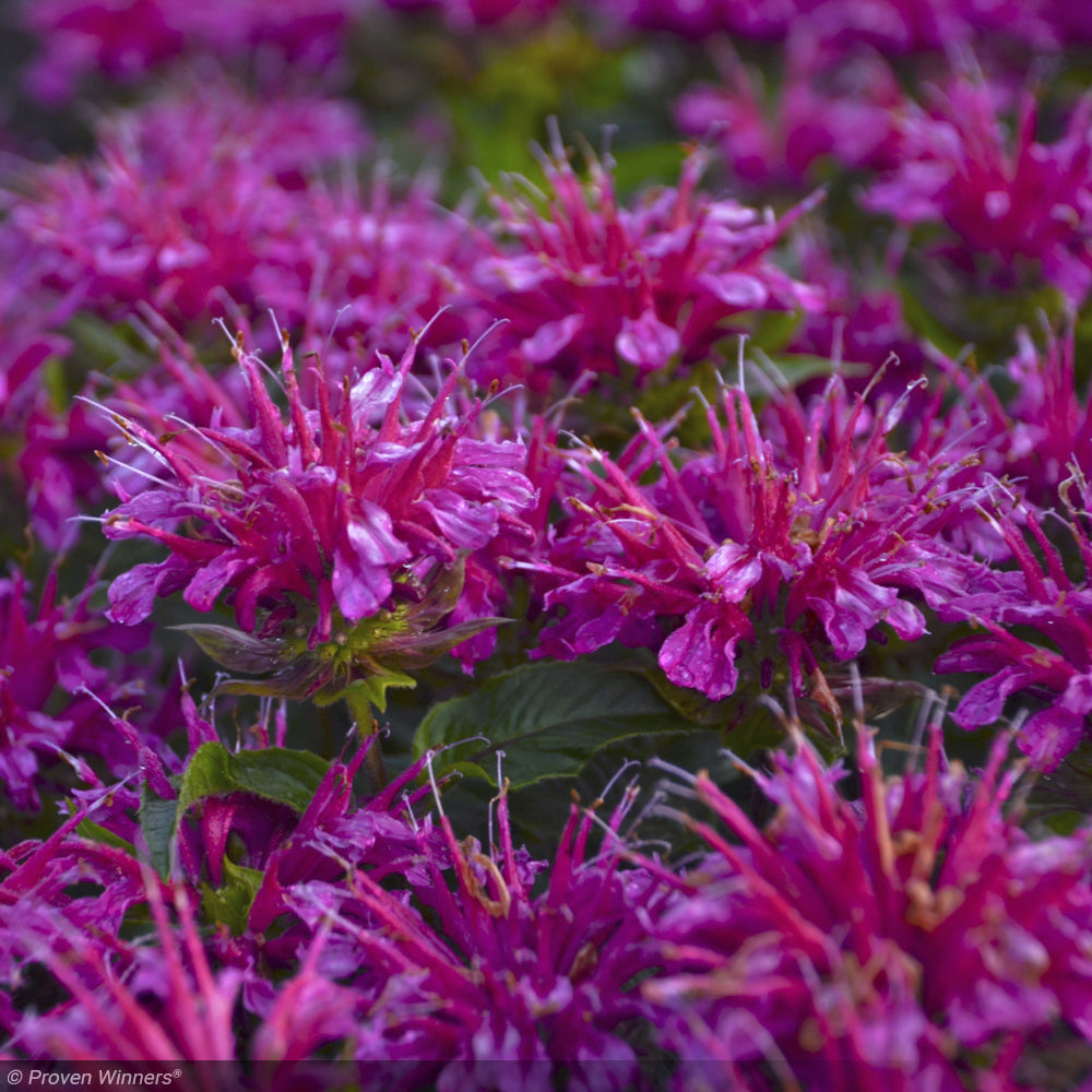 Bee Balm, Pardon My Purple #1