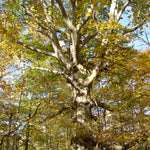 Load image into Gallery viewer, Beech, American #15