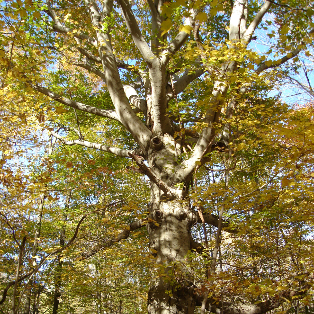 Beech, American #15