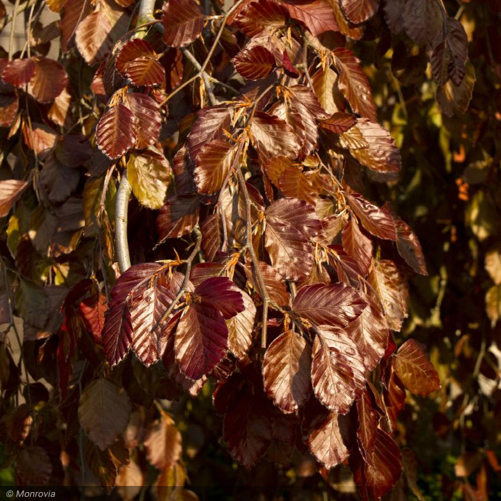 Beech, Purple Fountain 10' B&B – Greenwood Creek Nursery