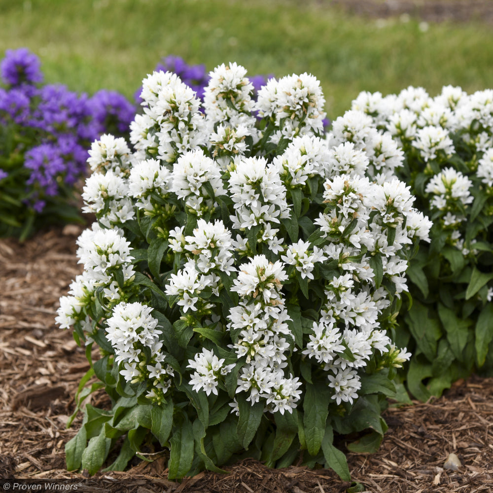 Bellflower, Angel Bells #1