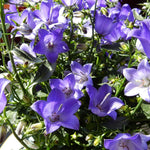 Load image into Gallery viewer, Bellflower, Beyond Blue #1