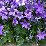 Load image into Gallery viewer, Bellflower, Birch Hybrid Qt