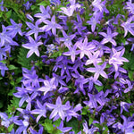 Load image into Gallery viewer, Bellflower, Blue Waterfall #1