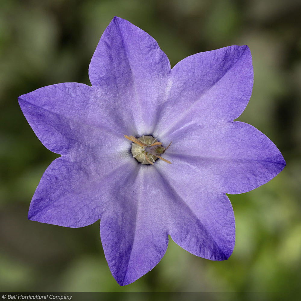 Bellflower, Cariboo Blue #1