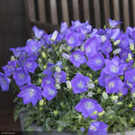 Load image into Gallery viewer, Bellflower, Deep Blue #1