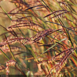 Load image into Gallery viewer, Big Bluestem Grass Blackhawks #3