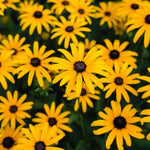 Load image into Gallery viewer, Black-Eyed Susan Qt