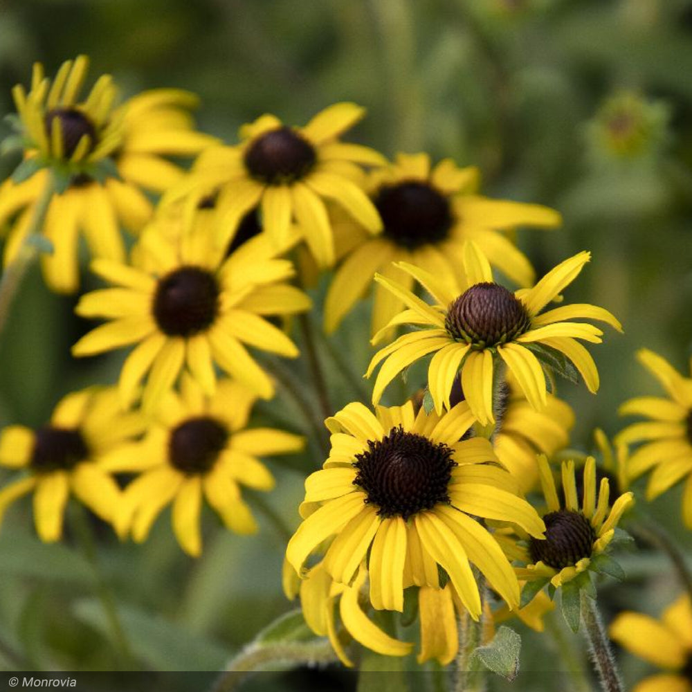 Black-Eyed Susan A Gold Rush #1