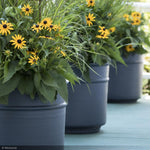 Load image into Gallery viewer, Black-Eyed Susan Fulgida #1